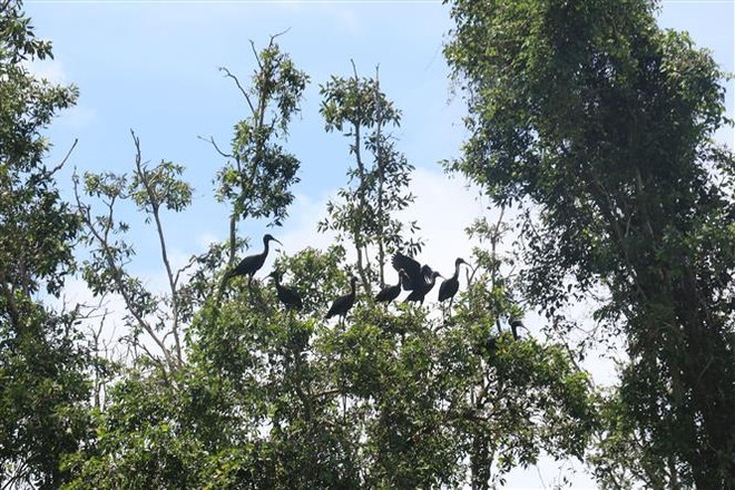 Đồng Tháp có hai điểm du lịch tiêu biểu Đồng bằng Sông Cửu Long ảnh 2