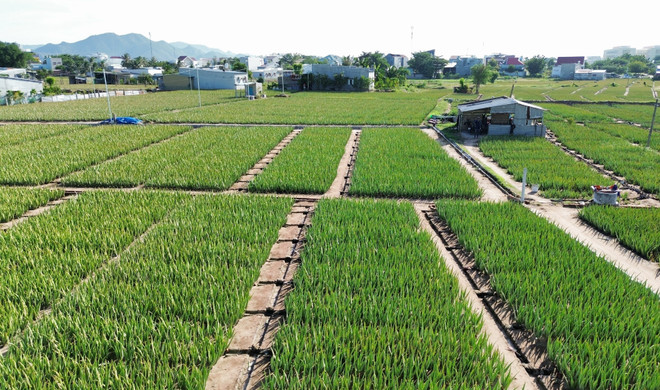 Ninh Thuận chú trọng phát triển nông nghiệp ứng dụng công nghệ cao ảnh 2