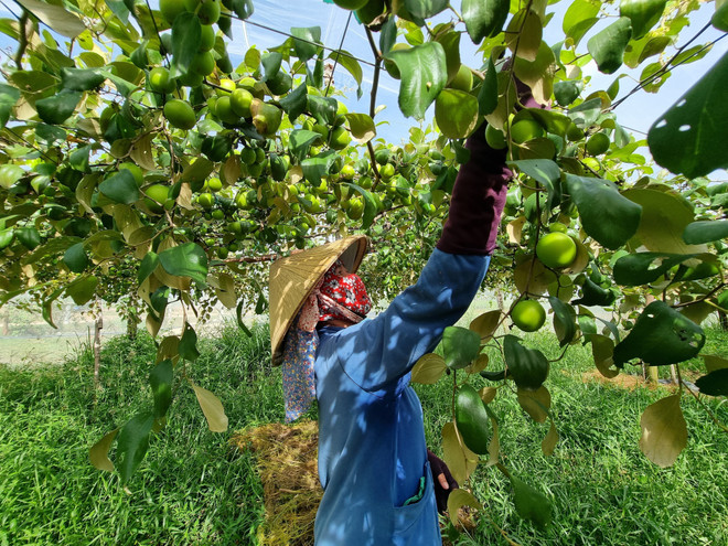 Ninh Thuận chú trọng phát triển nông nghiệp ứng dụng công nghệ cao ảnh 1