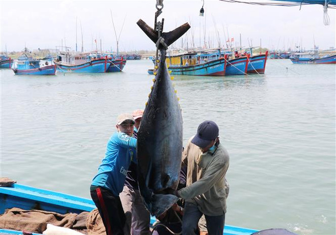 Míttinh kỷ niệm Ngày Đại dương thế giới và Tuần lễ Biển và Hải đảo ảnh 2