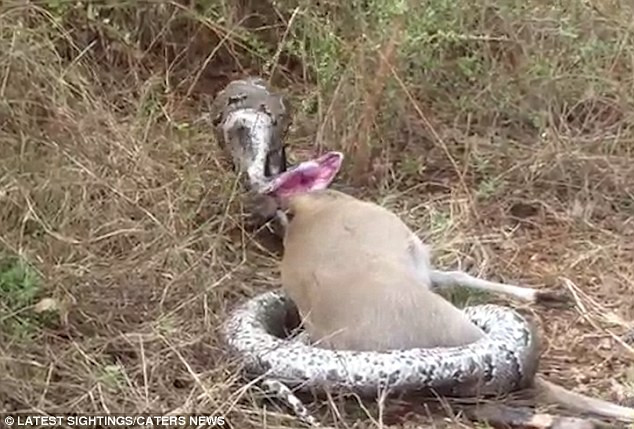 Trăn khổng lồ bị đâm rách cổ họng khi cố nuốt chửng linh dương ảnh 1