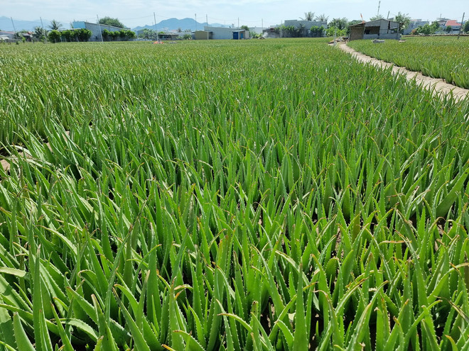 TTXVN_2311 Ninh Thuan nong nghiep 2.jpg