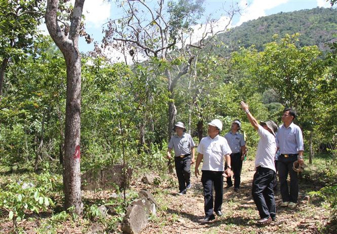 Khẩn trương điều tra vụ “đầu độc" cây rừng tự nhiên tại Ninh Thuận ảnh 1