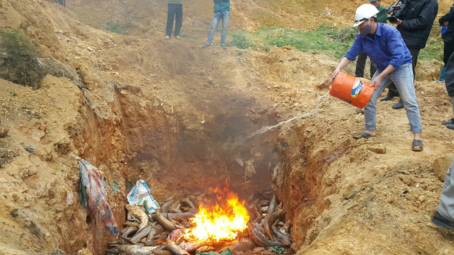 Lào Cai bắt giữ và tiêu hủy 640kg cá tầm Trung Quốc nhập lậu ảnh 1