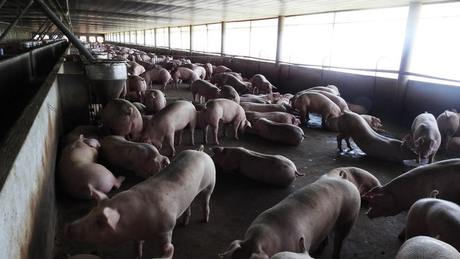 Năm 2017 quyết chấm dứt tình trạng dùng chất cấm trong chăn nuôi ảnh 2