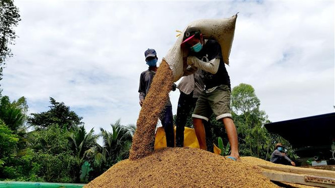 Gạo Việt Nam có xu hướng tăng cả trong nước và thế giới ảnh 1