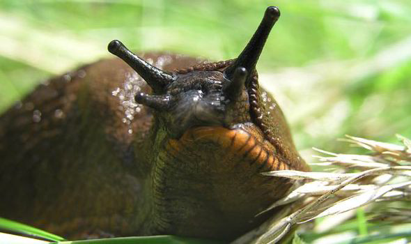 Anh báo động nạn ốc sên ngoại lai khổng lồ tàn phá vườn tược ảnh 1