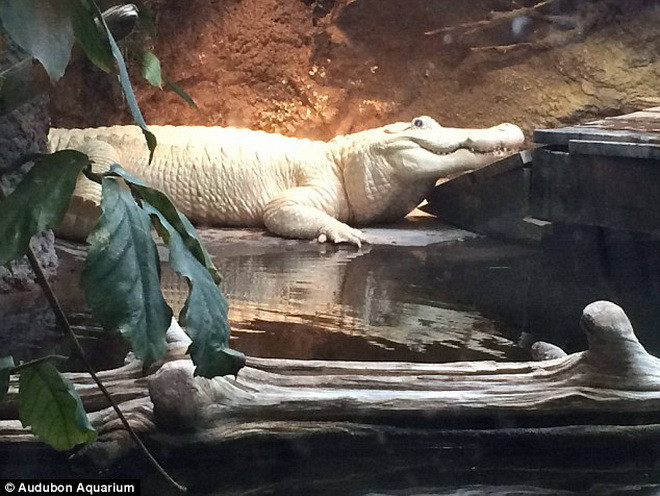 Cá sấu bạch tạng quý hiếm qua đời ở thủy cung gây nhiều tiếc nuối ảnh 1