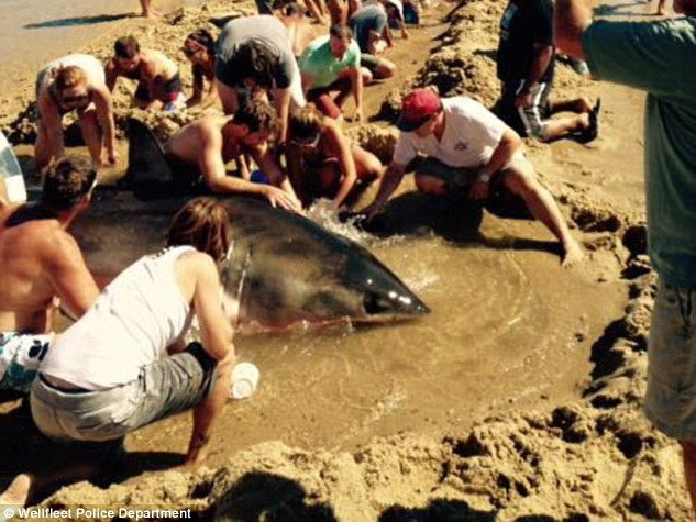 Hàng chục người dân chung tay giải cứu cá mập trắng bị mắc kẹt ảnh 1