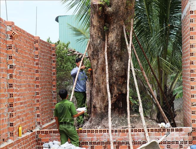 Phạt 150 triệu đồng vì khai thác trái phép cây giáng hương cổ thụ ảnh 1