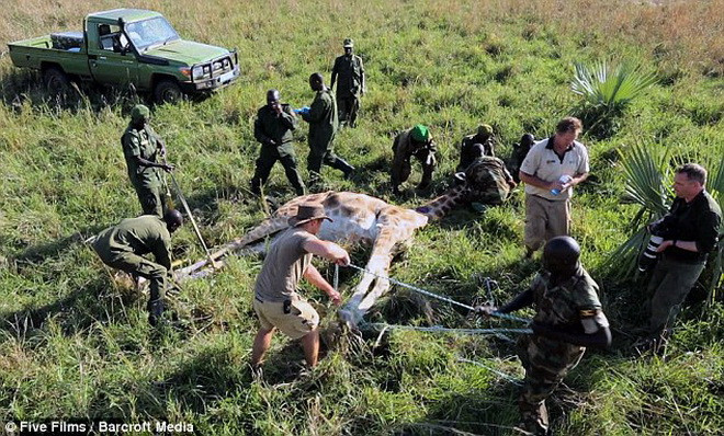 Bắn thuốc mê để giải cứu chú hươu cao cổ tội nghiệp bị dính bẫy ảnh 3