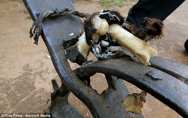 Bắn thuốc mê để giải cứu chú hươu cao cổ tội nghiệp bị dính bẫy ảnh 2