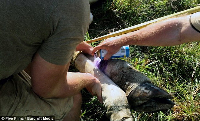 Bắn thuốc mê để giải cứu chú hươu cao cổ tội nghiệp bị dính bẫy ảnh 4