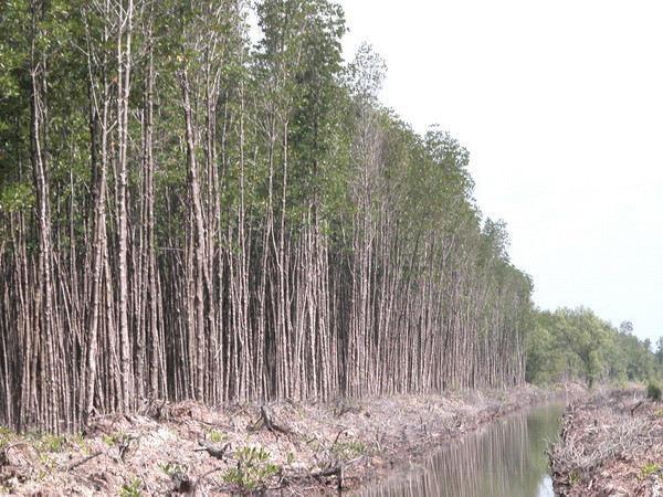 Xác định nguyên nhân gây chết rừng đước ở Vườn Quốc gia Mũi Cà Mau ảnh 1