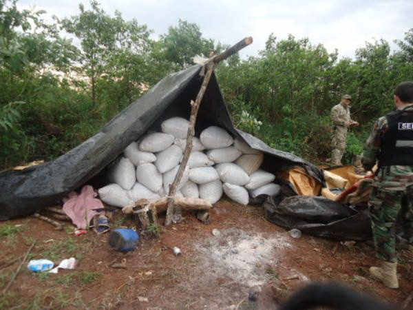 Cảnh sát Paraguay bắt giữ hơn 31 tấn cần sa chỉ trong một ngày ảnh 1