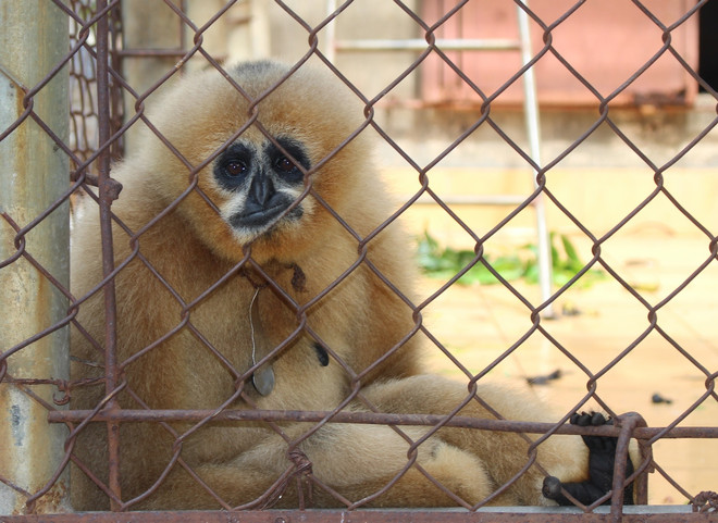 Ra mắt Mạng lưới khởi nghiệp nhằm bảo tồn thiên nhiên hoang dã ảnh 1