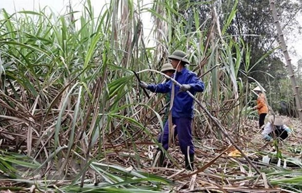 Thu hoạch mía. (Ảnh: Quang Cường/TTXVN) Sắp tham vấn điều tra chống bán phá giá đường mía xuất xứ Thái Lan ảnh 1