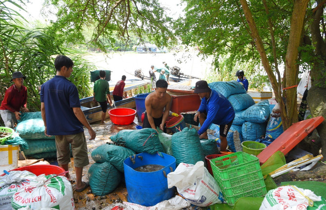Mưu sinh mùa lũ muộn ở nơi đầu nguồn châu thổ sông Cửu Long ảnh 3