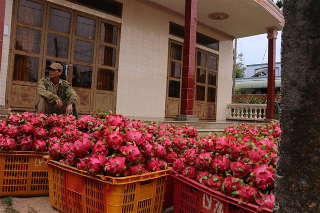 Thanh long trắng không ai mua, thanh long đỏ rớt giá thê thảm ảnh 1