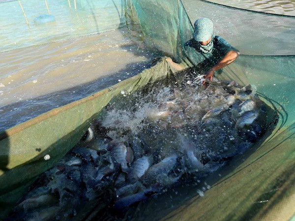 Xác định hai nhóm vấn đề ngành thủy sản cần tập trung giải quyết ảnh 1