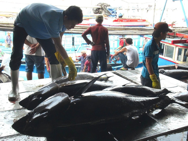 Thời tiết tháng Mười thuận lợi, nghề khai thác cá ngừ trúng lớn ảnh 1