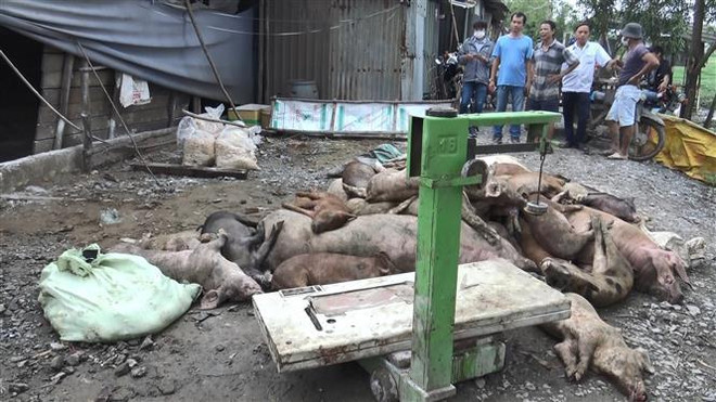 TP.HCM: Hàng trăm xác lợn nhiễm bệnh bị vứt bừa bãi gây ô nhiễm ảnh 1