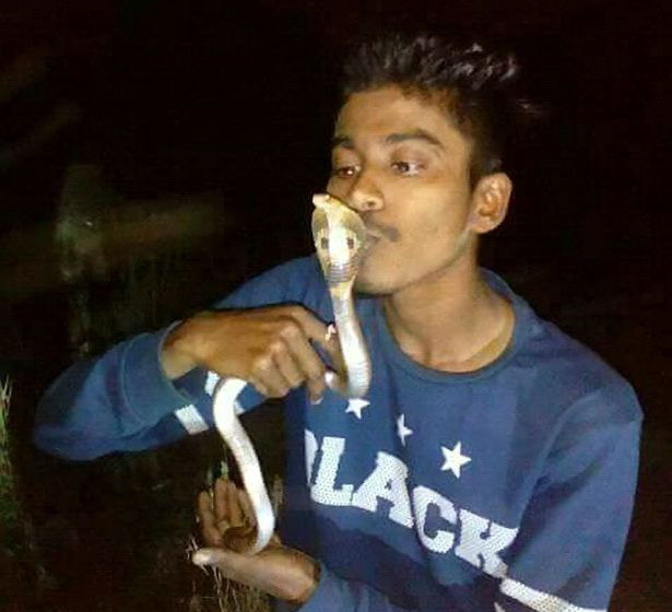 Nhân viên cứu hộ bỏ mạng vì cố hôn rắn hổ mang để chụp ảnh ảnh 1