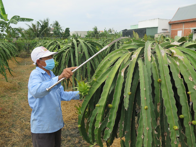 Long An hướng đến nông thôn mới nâng cao: Thành quả từ sự đồng lòng ảnh 1