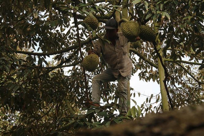 Phát triển sầu riêng tại ĐBSCL: Hấp dẫn do hiệu quả kinh tế cao? ảnh 2