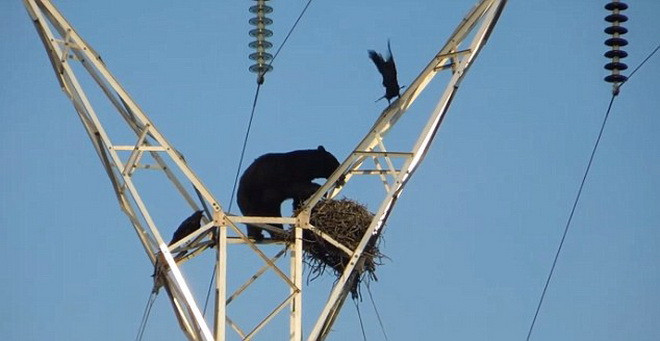 [Video] Chú gấu đói leo lên cột điện cao thế để săn tổ quạ ảnh 1