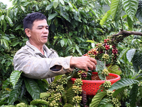Thu hoạch cà phê. (Ảnh: Quang Quyết/TTXVN) "Người trồng càphê Việt Nam 'găm' hàng chờ giá cao" ảnh 1