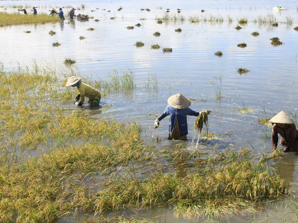 MDEC-Vĩnh Long 2013 sẽ hướng đến nền kinh tế xanh ảnh 1