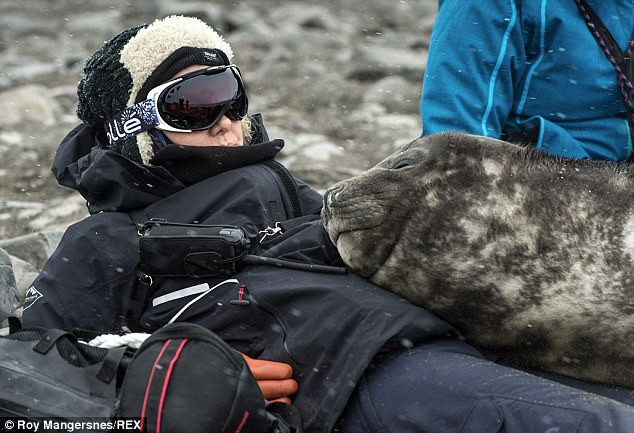 Người phụ nữ "làm gối" cho hải cẩu voi suốt hai tiếng đồng hồ ảnh 2