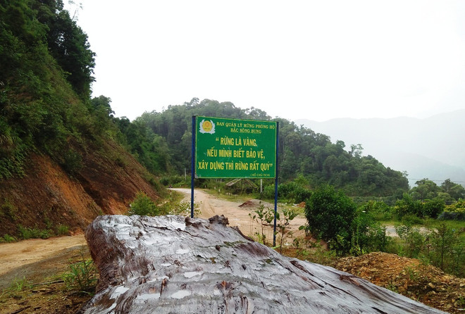 Cấp chứng chỉ cho hơn 1 triệu hécta rừng sản xuất, phòng hộ ảnh 1