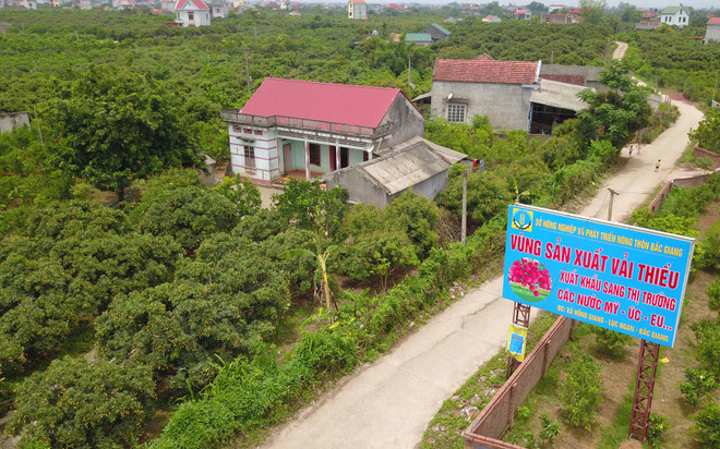 Vải thiều Lục Ngạn vụ 2018 có chất lượng tốt nhất từ trước đến nay ảnh 9