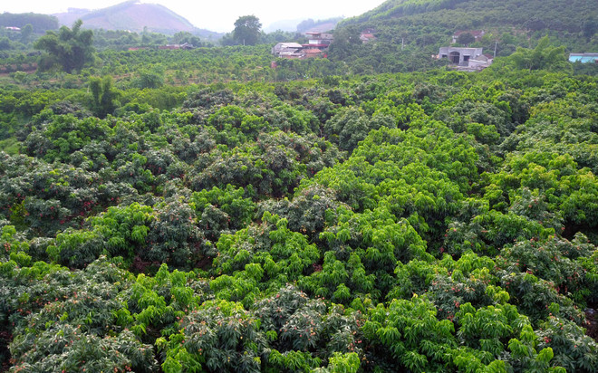 Vải thiều Lục Ngạn vụ 2018 có chất lượng tốt nhất từ trước đến nay ảnh 6