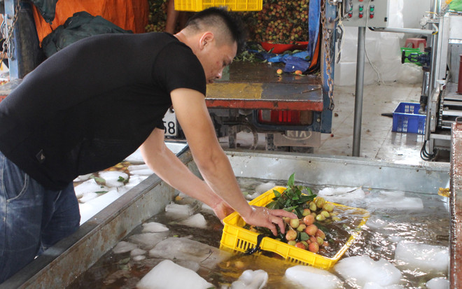 Vải thiều Lục Ngạn vụ 2018 có chất lượng tốt nhất từ trước đến nay ảnh 4