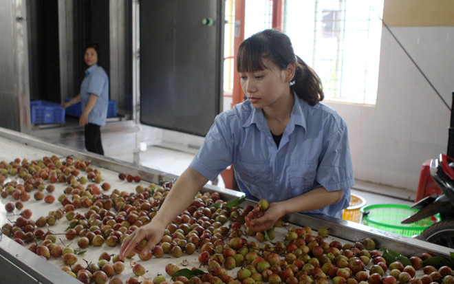 Vải thiều Lục Ngạn vụ 2018 có chất lượng tốt nhất từ trước đến nay ảnh 2