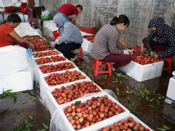 Vải thiều Lục Ngạn vụ 2018 có chất lượng tốt nhất từ trước đến nay ảnh 1