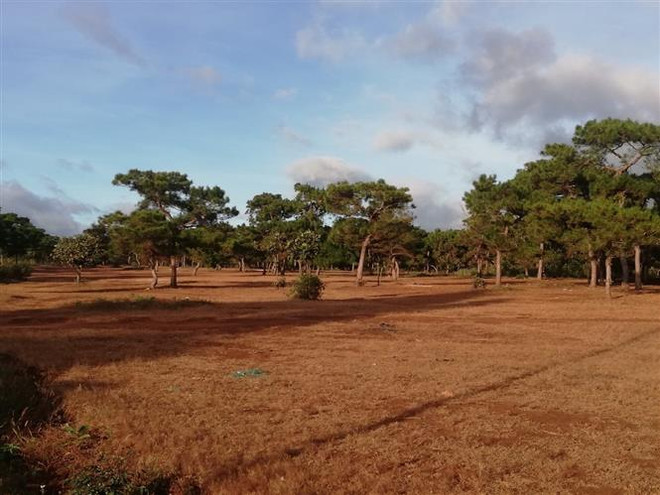 Dự án sân Golf Đắk Đoa (huyện Đắk Đoa, Gia Lai) sẽ phải chuyển đổi hơn 174 ha đất rừng thông tại huyện Đắk Đoa, Gia Lai. (Ảnh: TTXVN phát) "Gia Lai cần cẩn trọng trong đề xuất thực hiện Dự án sân golf Đắk Đoa" ảnh 1