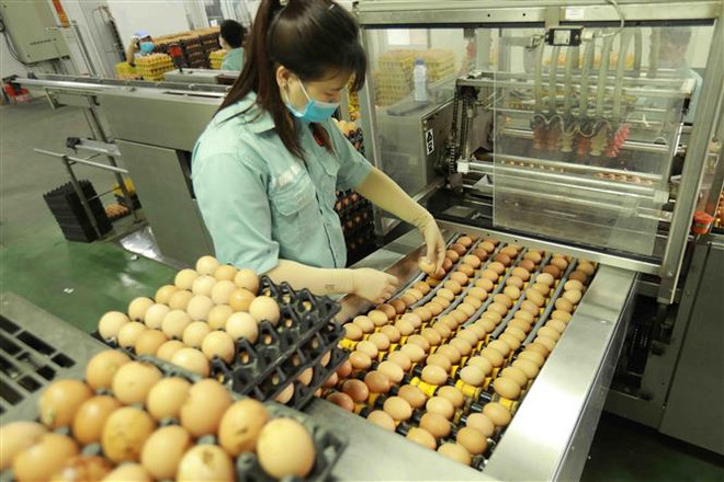 Chi phí lãi vay “cuốn phăng” lợi nhuận của doanh nghiệp nông nghiệp ảnh 2