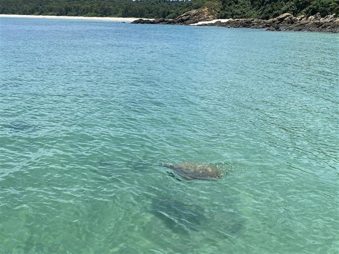 Phát hiện cá thể rùa biển quý xuất hiện tại vùng biển Cô Tô ảnh 1