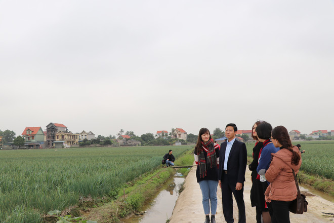 Nông dân Kinh Môn thu về cả nghìn tỷ đồng từ trồng hành, tỏi ảnh 4