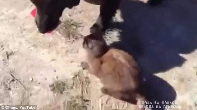 Cảnh giải cứu đặc biệt của cặp chó-mèo hút hàng vạn lượt xem ảnh 4