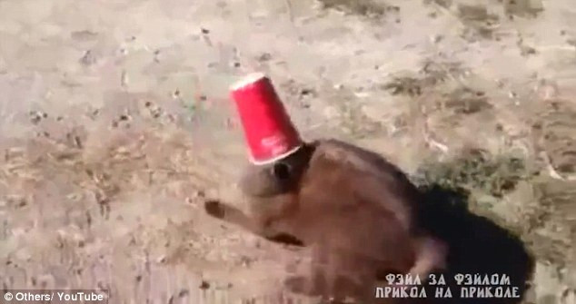 Cảnh giải cứu đặc biệt của cặp chó-mèo hút hàng vạn lượt xem ảnh 1