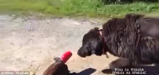 Cảnh giải cứu đặc biệt của cặp chó-mèo hút hàng vạn lượt xem ảnh 2