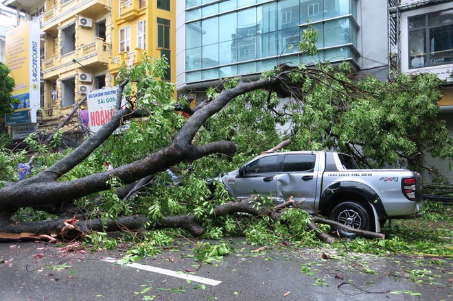 Hà Nội: Mưa lớn, cây cổ thụ bật gốc, "hạ gục" 2 ôtô và 6 xe máy ảnh 1