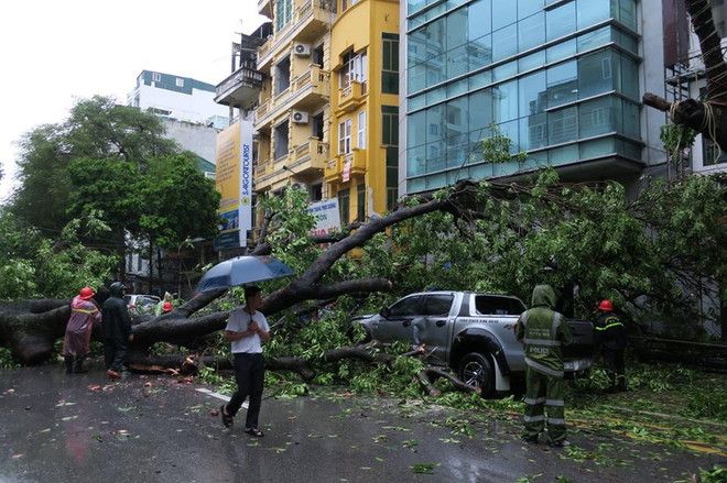 Hà Nội: Mưa lớn, cây cổ thụ bật gốc, "hạ gục" 2 ôtô và 6 xe máy ảnh 3