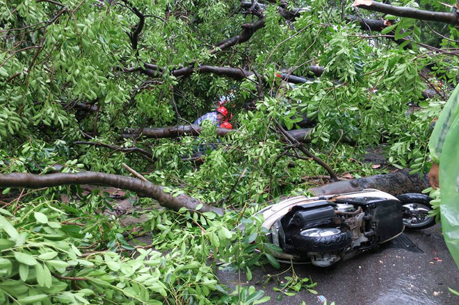 Hà Nội: Mưa lớn, cây cổ thụ bật gốc, "hạ gục" 2 ôtô và 6 xe máy ảnh 5