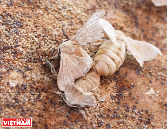 Tìm hiểu quá trình ươm tơ, dệt lụa trên cao nguyên Lâm Đồng ảnh 5